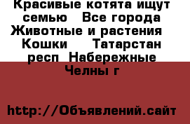 Красивые котята ищут семью - Все города Животные и растения » Кошки   . Татарстан респ.,Набережные Челны г.